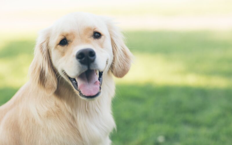Mowa ciała psa: Klucz do zrozumienia zachowań Twojego pupila