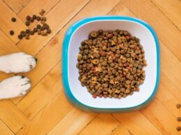 Czym kierować się przy wyborze najlepszej karmy dla psa? Kluczowe wskazówki
