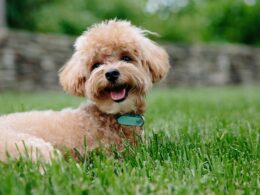 Najpopularniejsze rasy psów krzyżówek: Co wyróżnia hybrydy psów?