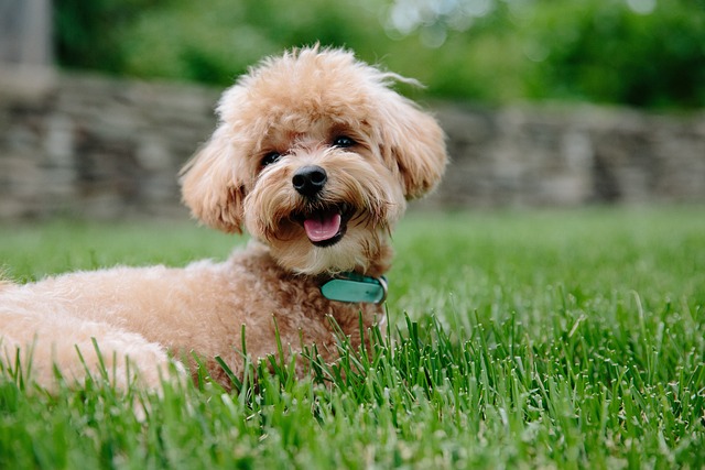 Najpopularniejsze rasy psów krzyżówek: Co wyróżnia hybrydy psów?
