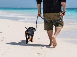 Nauka chodzenia psa na smyczy: Poradnik dla właścicieli