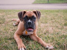 Nauka komendy ‘”leżeć”: Skuteczne metody i porady dla właścicieli psów