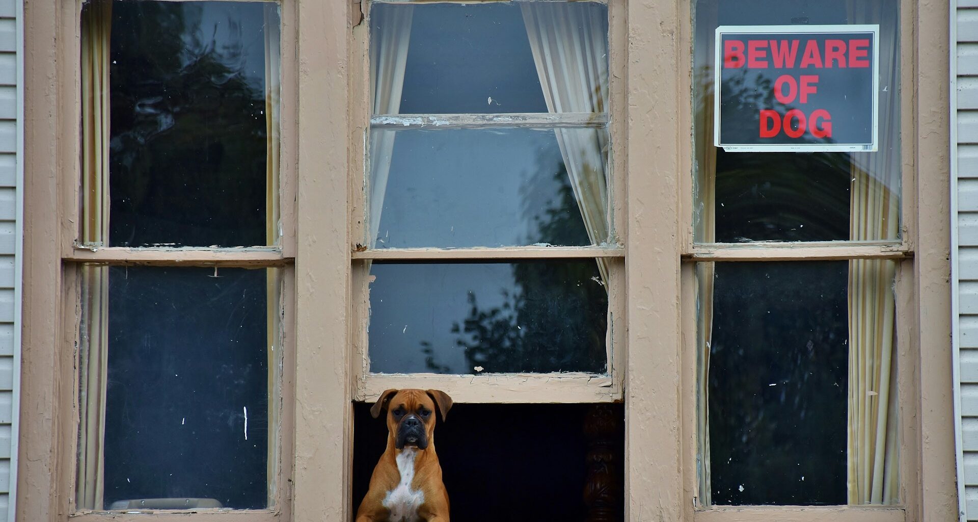 pies bokser w oknie