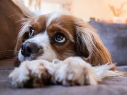 Osowiały i smutny pies: Jak poprawić samopoczucie zwierzaka?