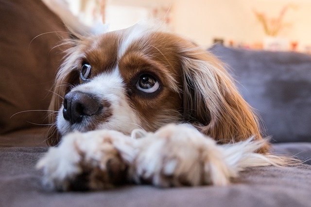 Osowiały i smutny pies: Jak poprawić samopoczucie zwierzaka?