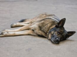 Owczarek Niemiecki: Charakterystyka i cechy rasy psów pasterskich