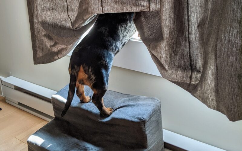 zdjęcie od tyłu psa patrzącego przez okno, przysłoniętego częściowo firaną