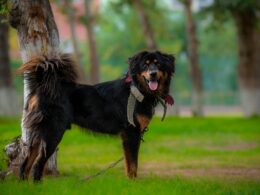 Zgaga u czworonoga: Jak rozpoznać i leczyć refluks u psa?
