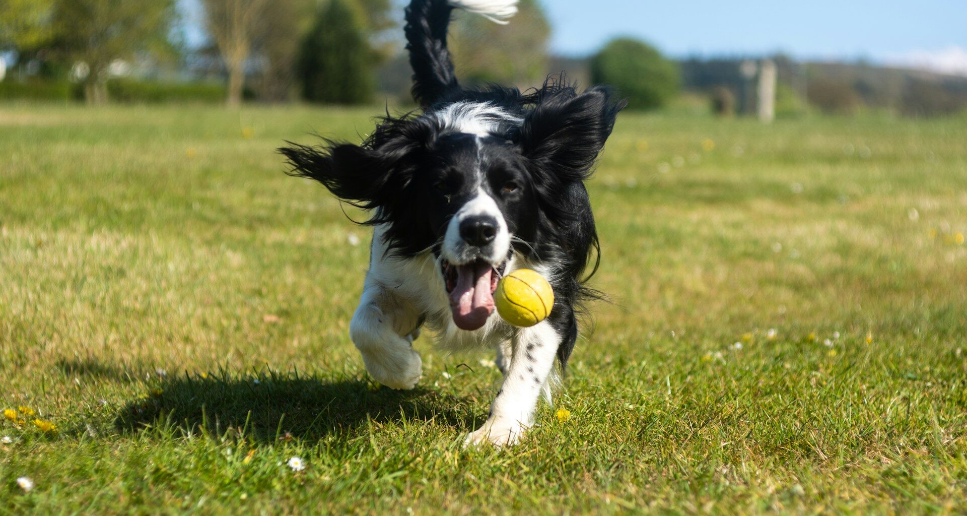 Treibball czyli psi sport z piłką: Zabawa, inteligencja i współpraca z psem