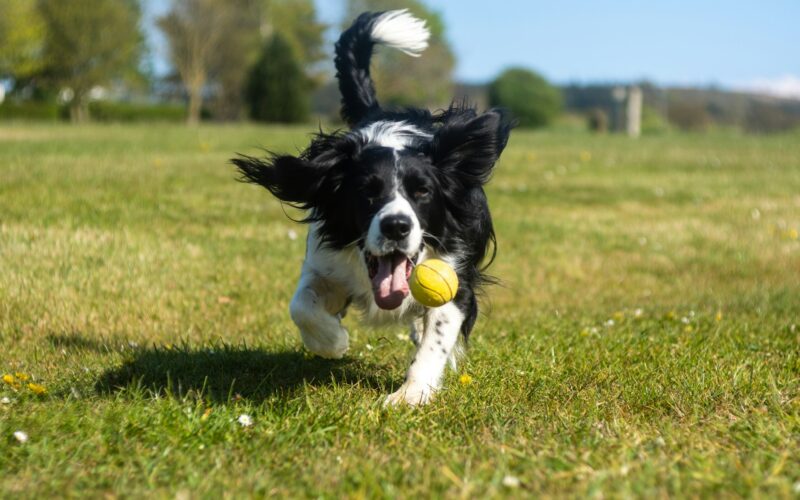 Treibball czyli psi sport z piłką: Zabawa, inteligencja i współpraca z psem