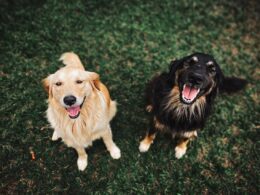 Wpływ kastracji na zachowanie psa: Co warto wiedzieć?