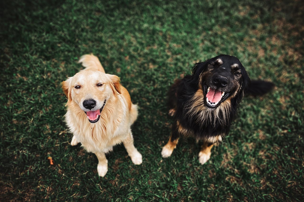 dwa duże psy długowłose, jeden beżowy golden retriever a drugi czarny podpalany