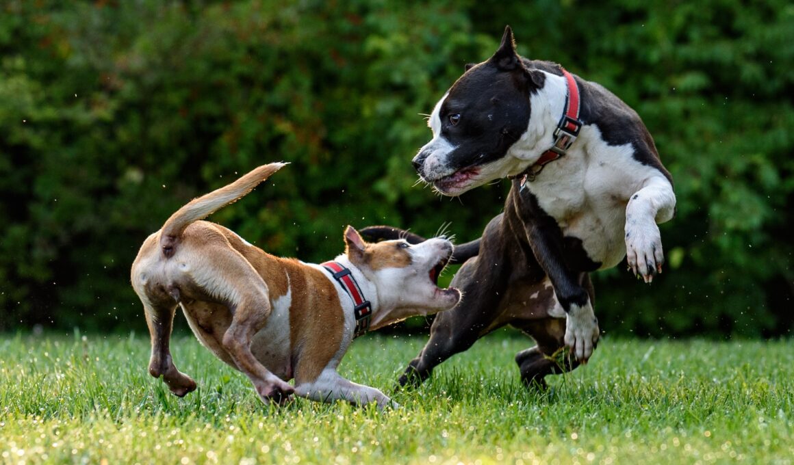 dwa psy skaczące na trawie, jeden próbuje ugryźć drugiego