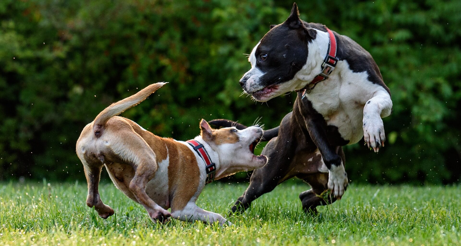 dwa psy skaczące na trawie, jeden próbuje ugryźć drugiego