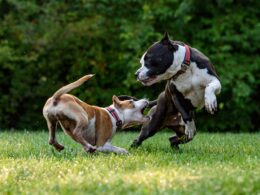Wsparcie psa z agresją lękową: Praktyczne porady jak pomoc pupilowi