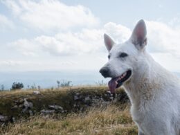 Wzdęty i twardy brzuch u psa: Objawy niestrawności i zagazowanych jelit