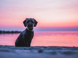 Zaburzenia równowagi u psa: Nie bagatelizuj objawów i udaj się do specjalisty
