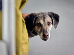 Zatrucie pokarmowe u psa: Objawy, przyczyny i pierwsza pomoc