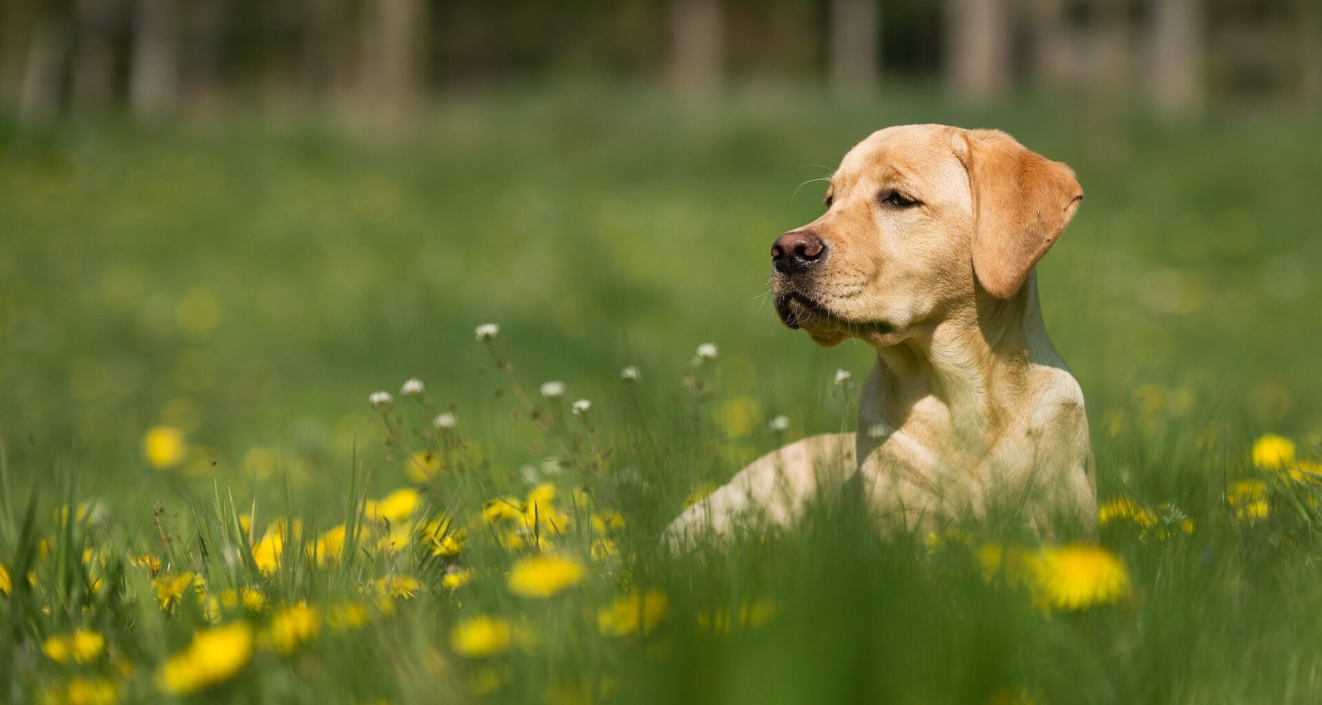 pies beżowy labrador leżący w zielonej trawie z żółtymi kwiatkami