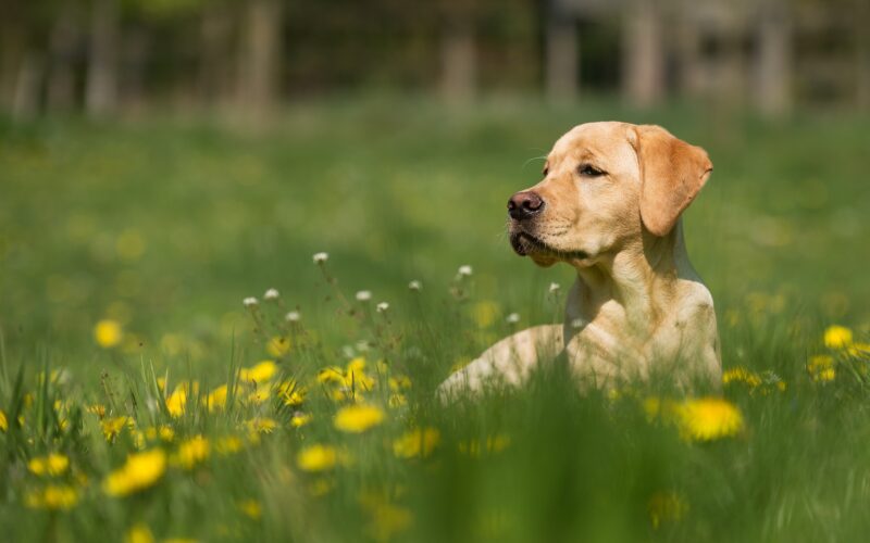 pies beżowy labrador leżący w zielonej trawie z żółtymi kwiatkami