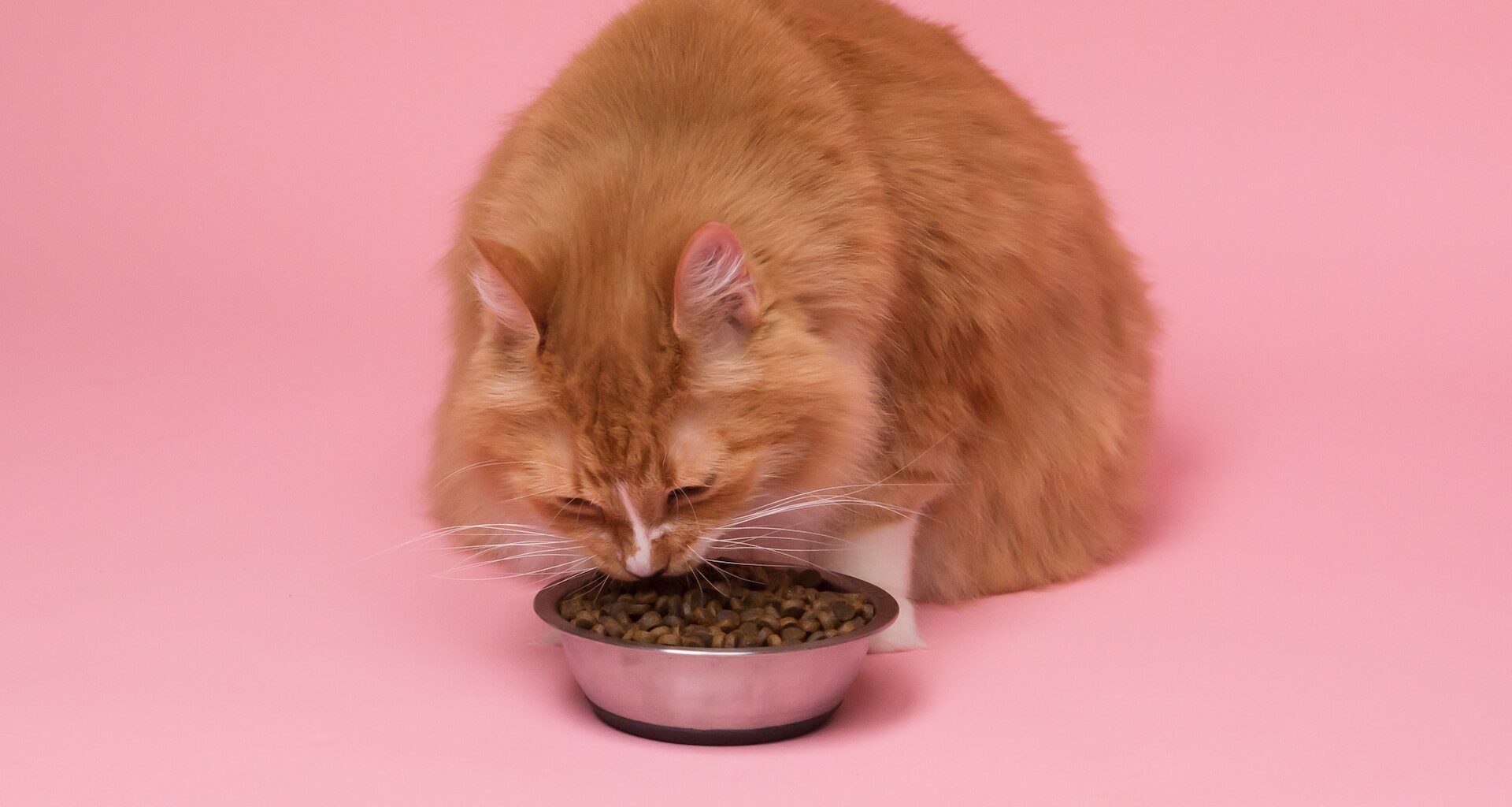 rudy kot jedzący karmę z miski na różowym tle