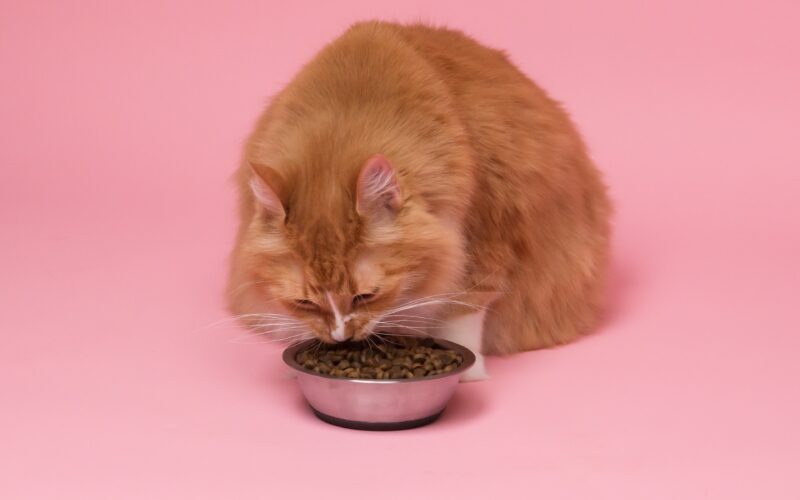 Zbilansowana dieta kota: Kluczowe składniki dla zdrowia i energii Twojego mruczka