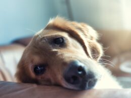 Zrozumienie depresji u psa: Jak skutecznie pomóc Twojemu zwierzakowi