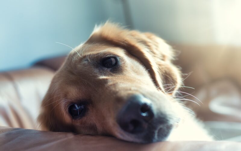 Zrozumienie depresji u psa: Jak skutecznie pomóc Twojemu zwierzakowi