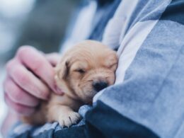 Adopcja psa: Sprawdź, jakie kryteria musisz spełnić w różnych instytucjach i u osób prywatnych
