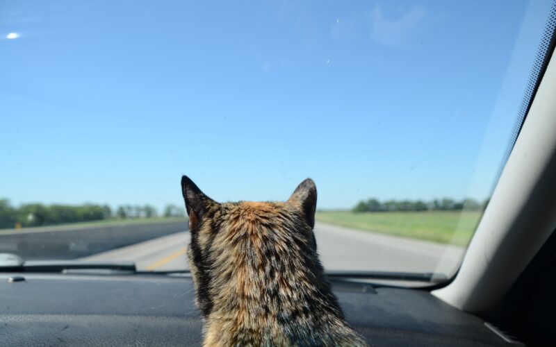 kot siedzący w aucie na przednim siedzeniu i patrzący w stronę drogi