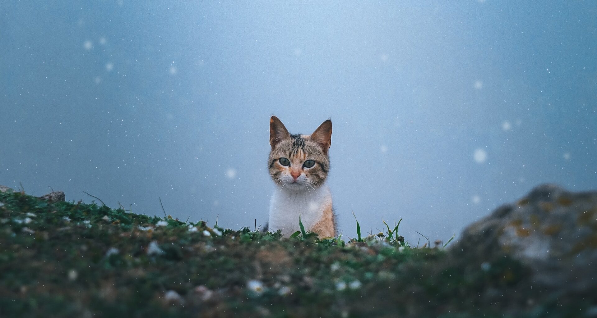 mały kotek na trawie, w tle niebieskie niebo