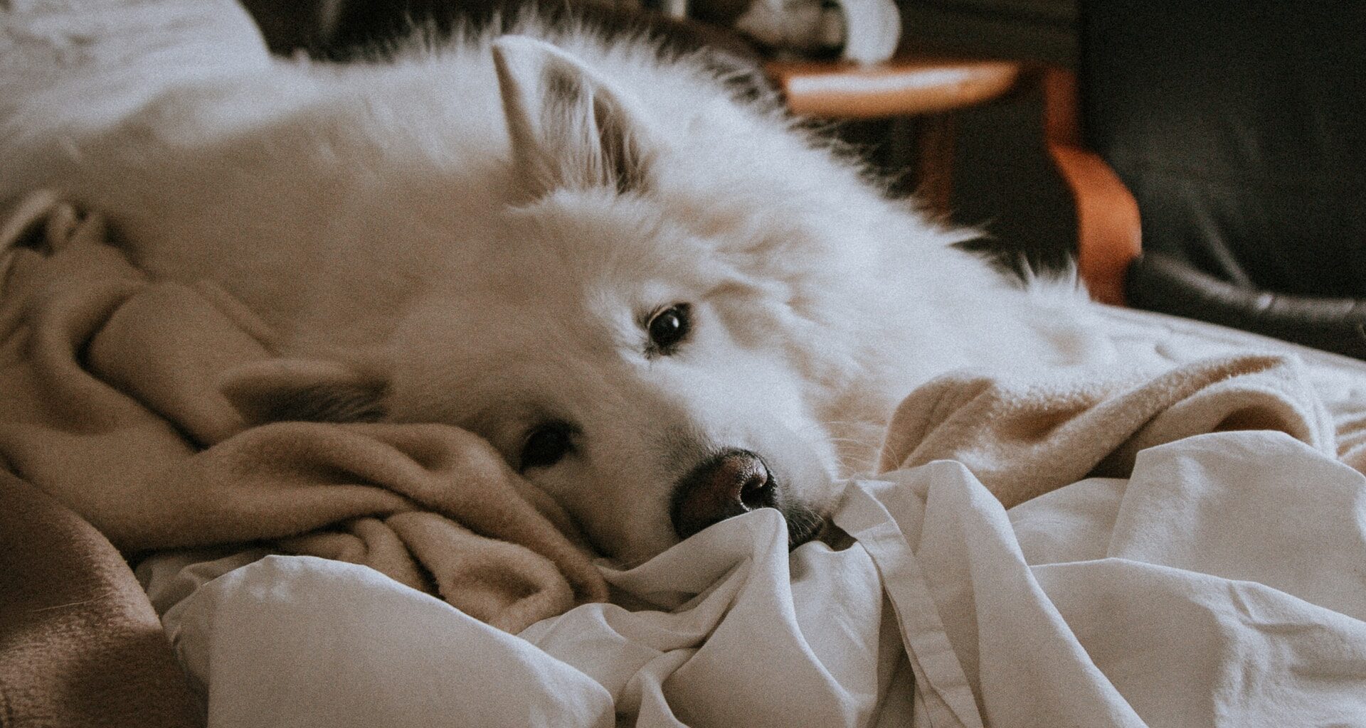 biały, duży pies leży na łóżku w pościeli