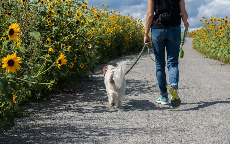 pies z właścicielką idący na smyczy pomiędzy polami słoneczników