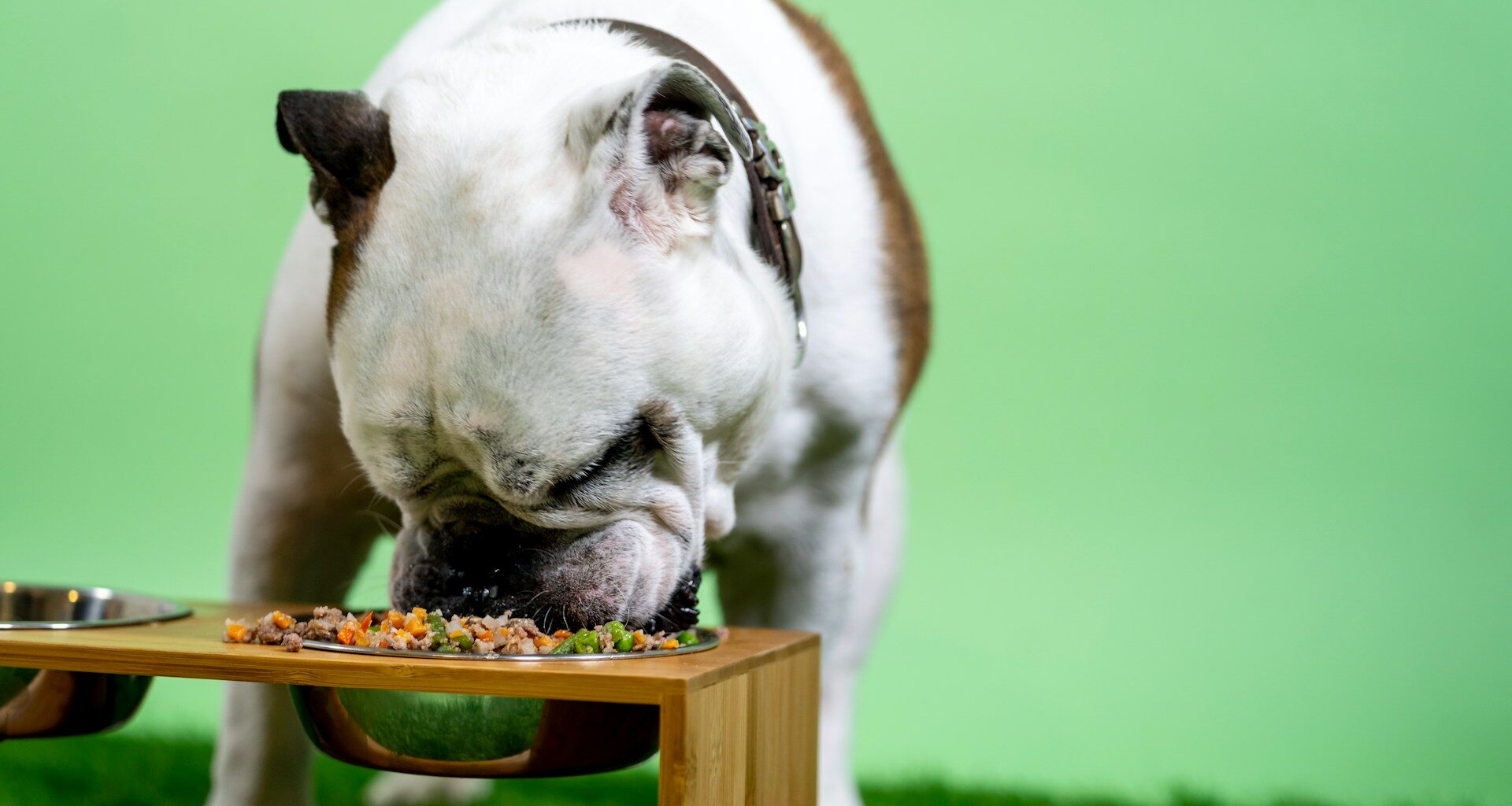 pies buldog jedzący karmę z miski