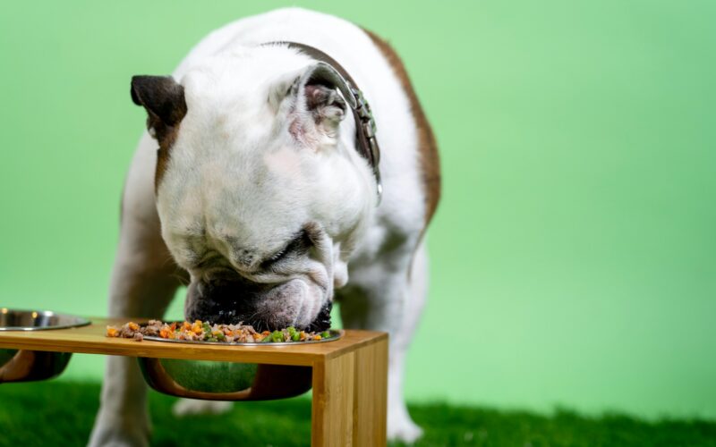 Zdrowa karma dla psa w podeszłym wieku: Jak dbać o żywienie psiego seniora?