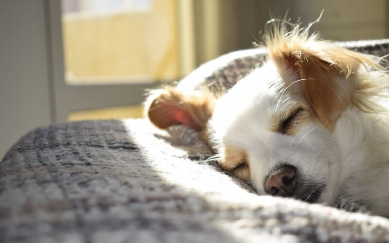 Leiszmanioza u psa: przyczyny, objawy, leczenie i zapobieganie