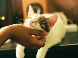 Pielęgnacja kota domowego: Mycie, obcinanie pazurów, wyczesywanie