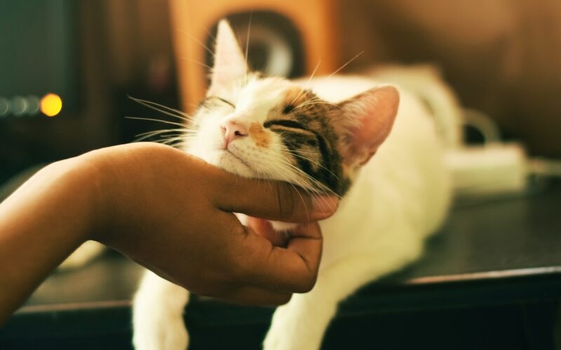 Pielęgnacja kota domowego: Mycie, obcinanie pazurów, wyczesywanie