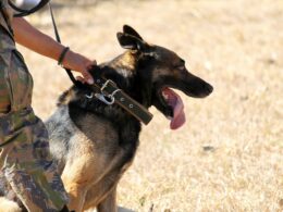 Psy policyjne do adopcji: Procedury i profile poszukujących domów psów