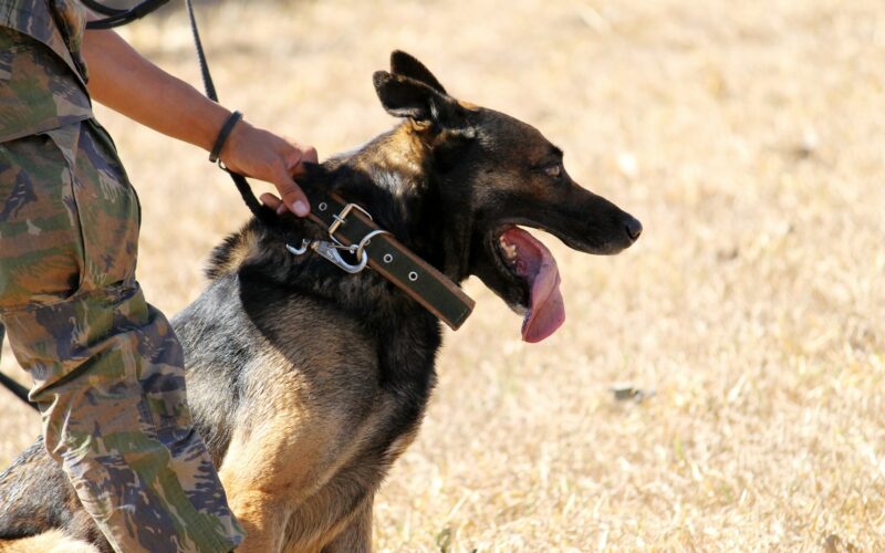 Psy policyjne do adopcji: Procedury i profile poszukujących domów psów