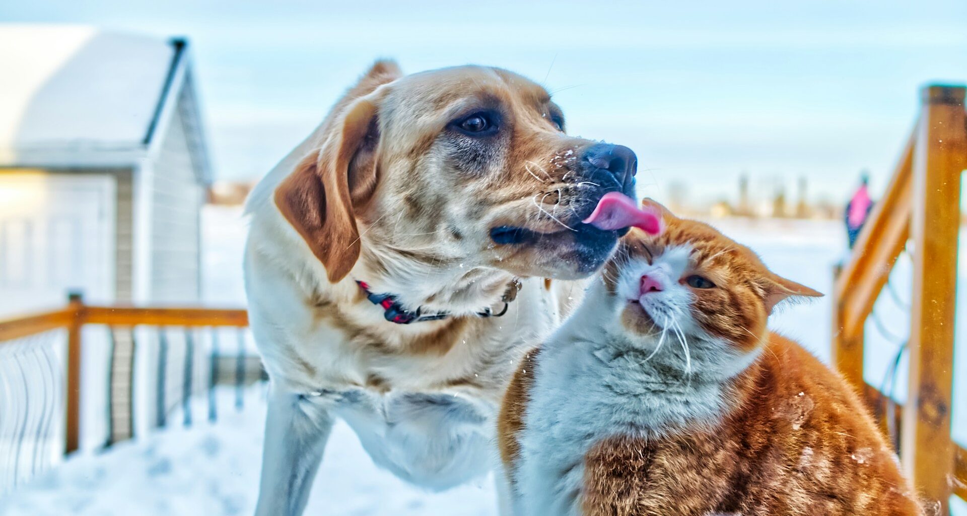 labrador liżący rudego kota w głowę