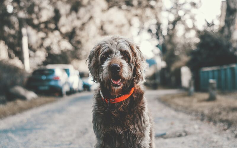 Kaszel kenelowy u psa: Objawy, przyczyny i leczenie kaszlu wstecznego