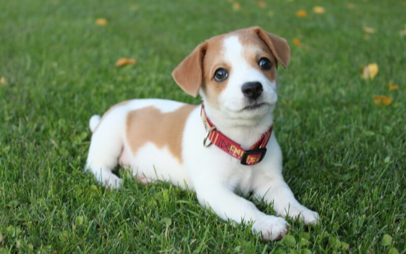 Najpopularniejsze rasy psów krótkowłosych: Idealne czworonogi do adopcji.