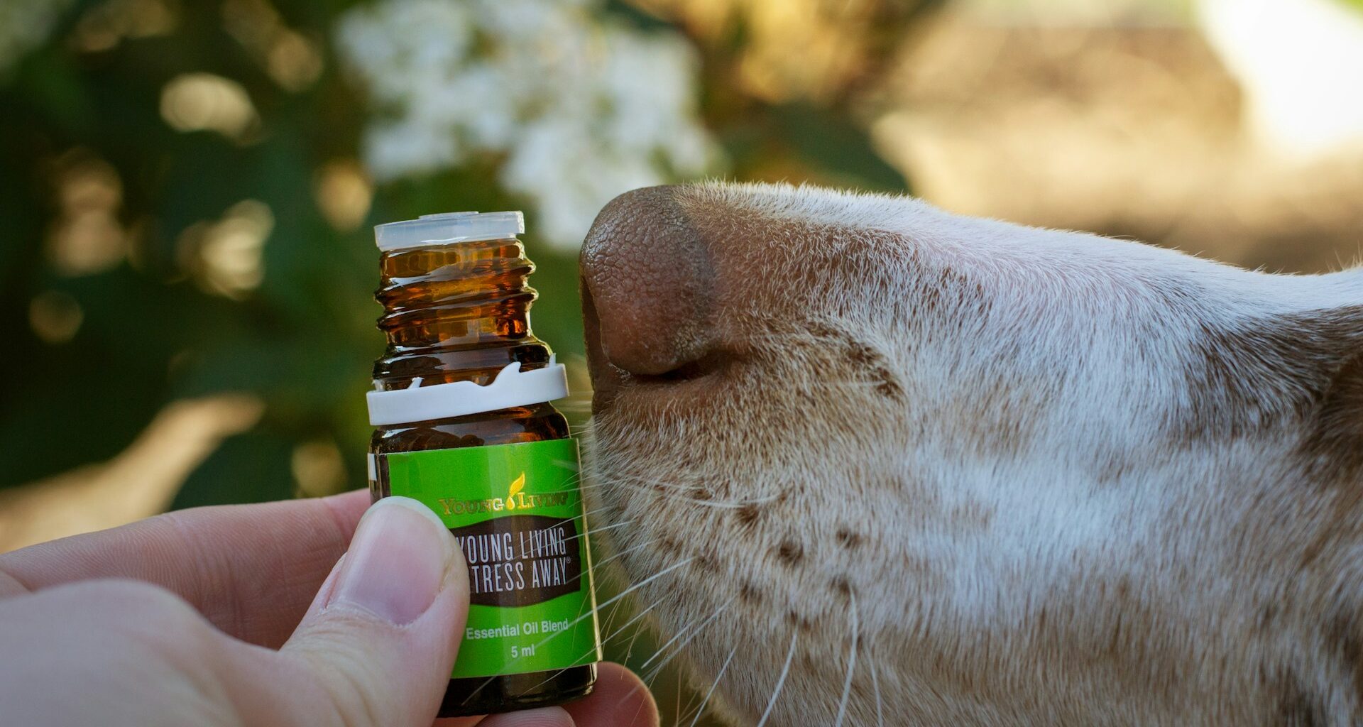 psi nos wąchający buteleczkę oleju