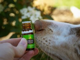 Olej lniany dla psów: Korzyści i zastosowanie suplementu diety dla zwierząt