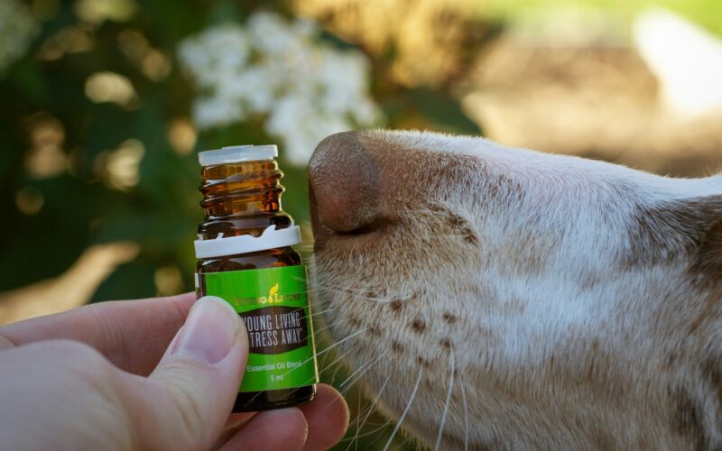 Olej lniany dla psów: Korzyści i zastosowanie suplementu diety dla zwierząt