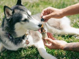 Olej z wątroby dorsza dla psa: Kiedy warto go stosować i jakie ma korzyści?