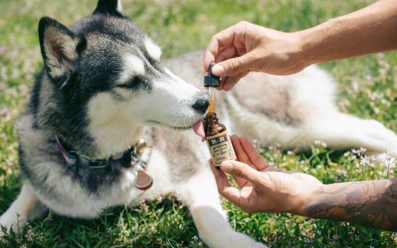 Olej z wątroby dorsza dla psa: Kiedy warto go stosować i jakie ma korzyści?