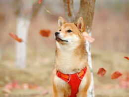 Rasy psów pierwotnych: Przegląd od szpica do shiba-inu – które wybrać?