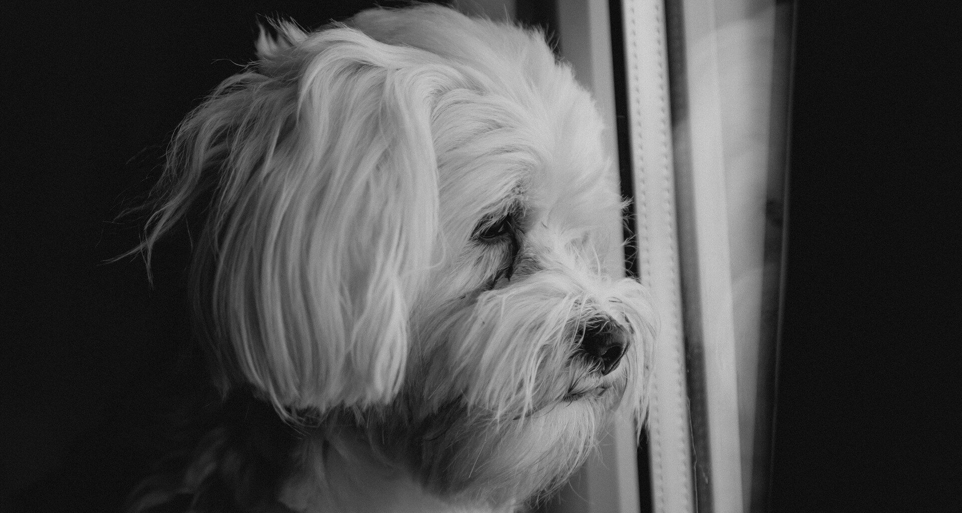 smutny, mały, biały pies patrzący w okno